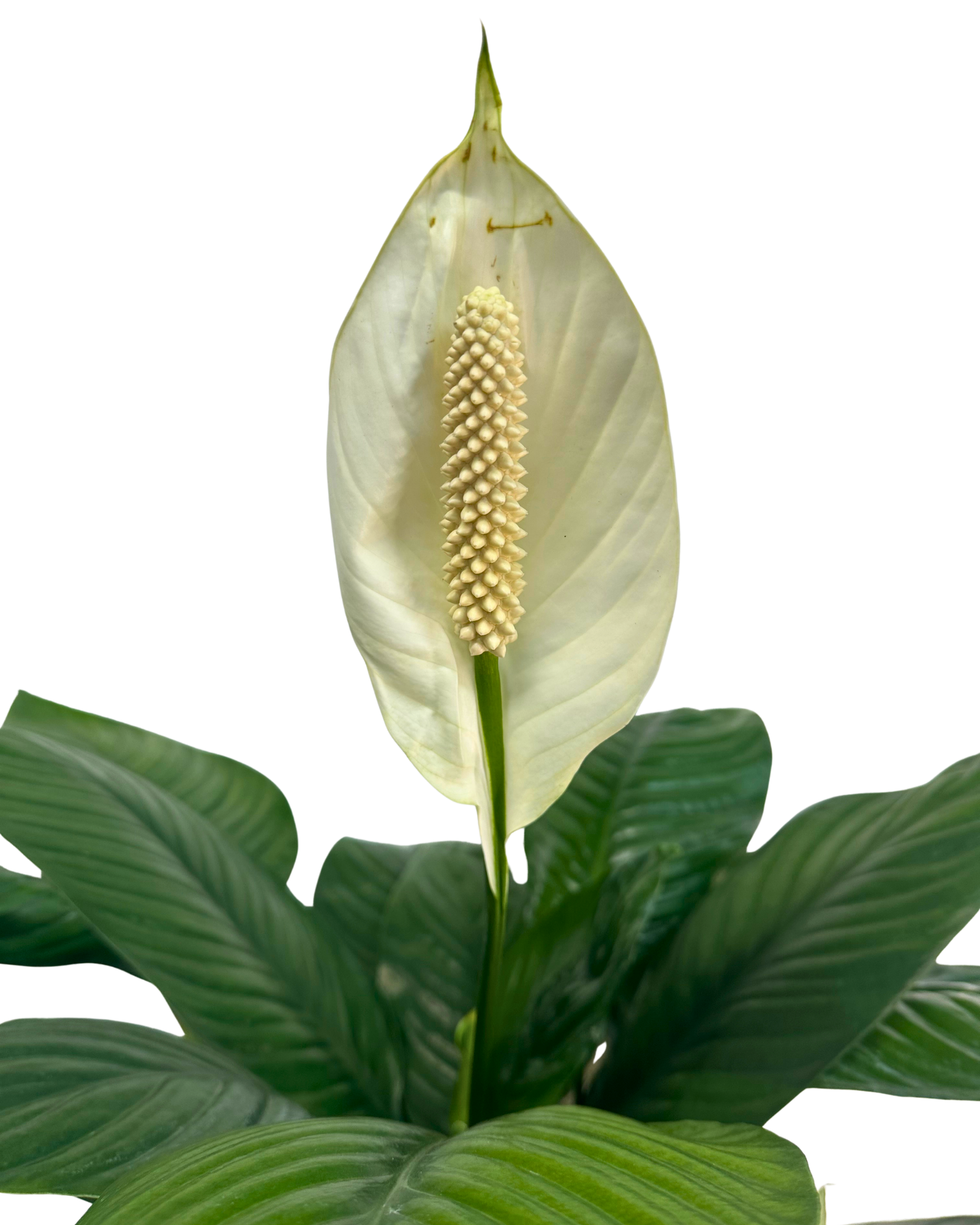 Spathiphyllum