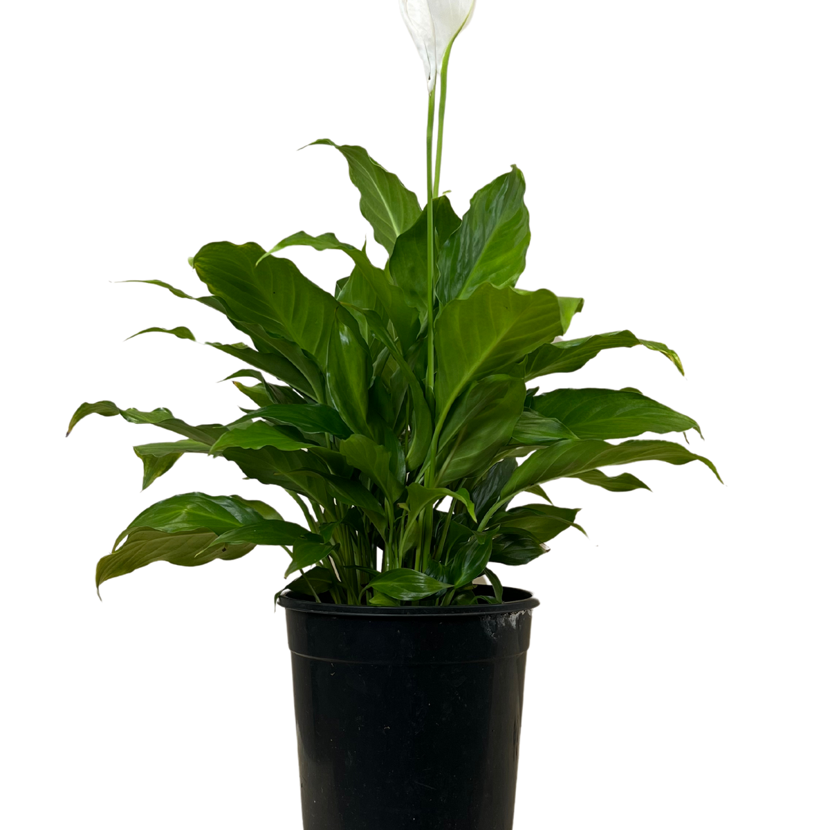 Spathiphyllum Sweet Romano | Indoor Plant Perth