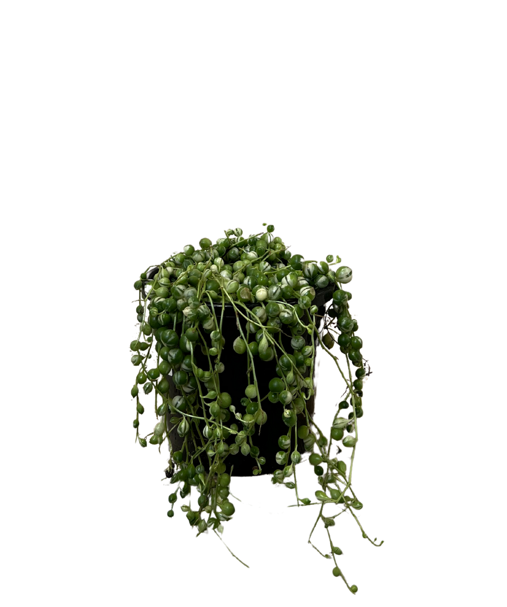 String of Pearls Senecio Variegated