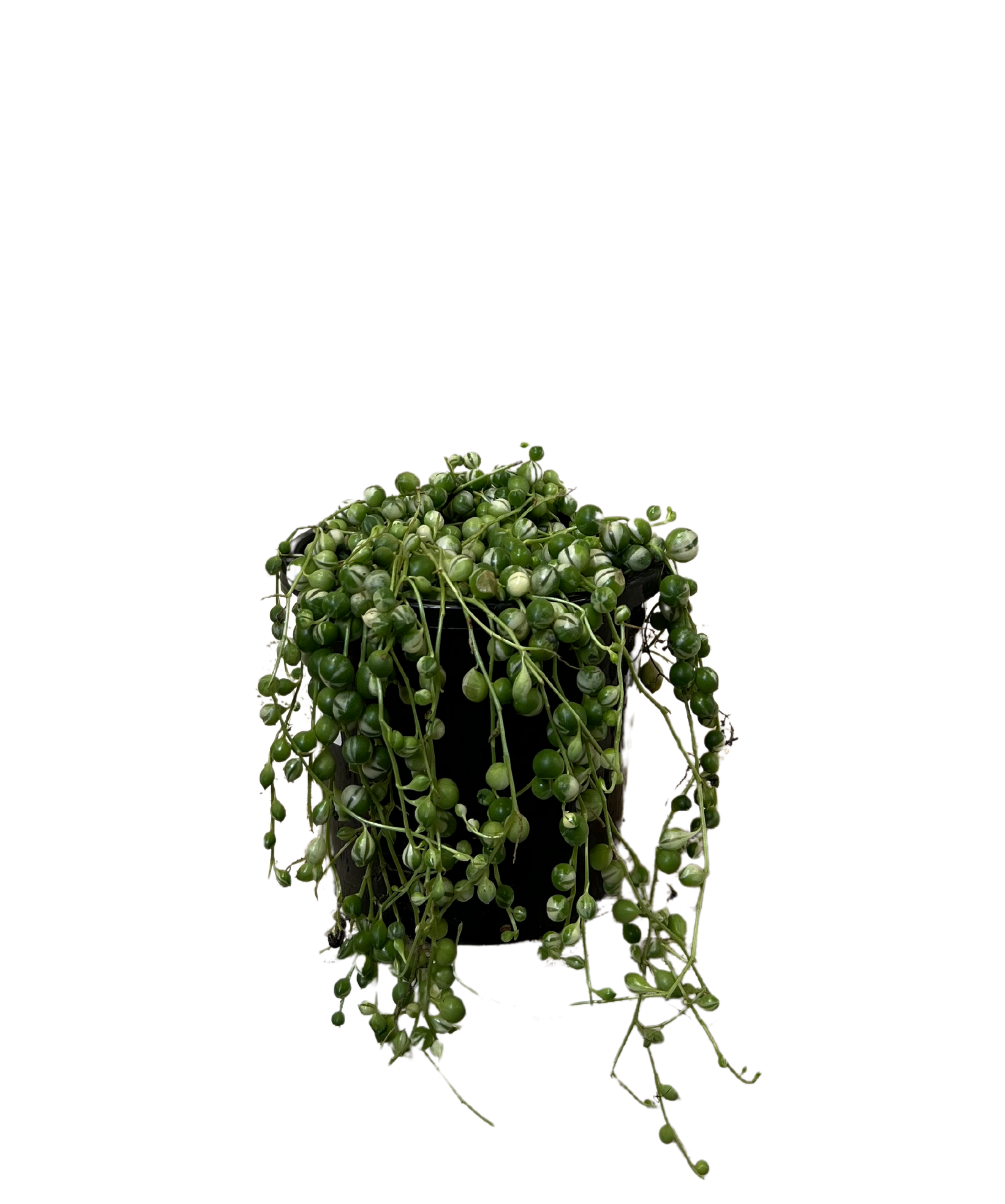 String of Pearls Senecio Variegated