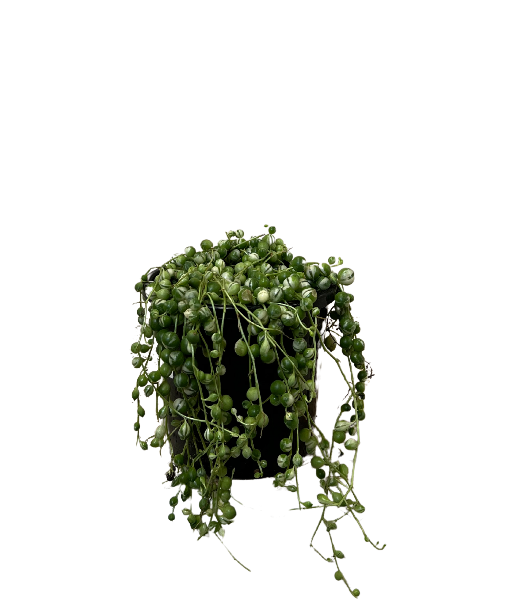 String of Pearls - Senecio Variegated