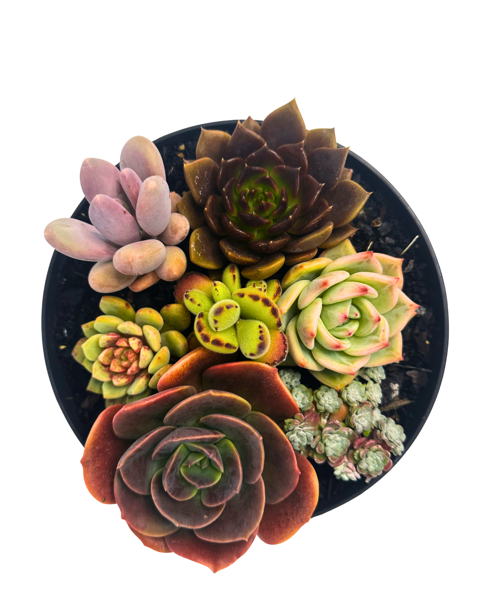 Succulent Bowl
