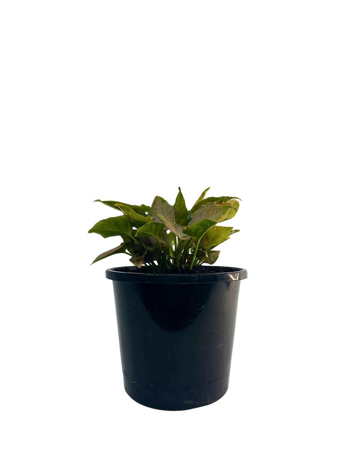 Syngonium Pink Arrow