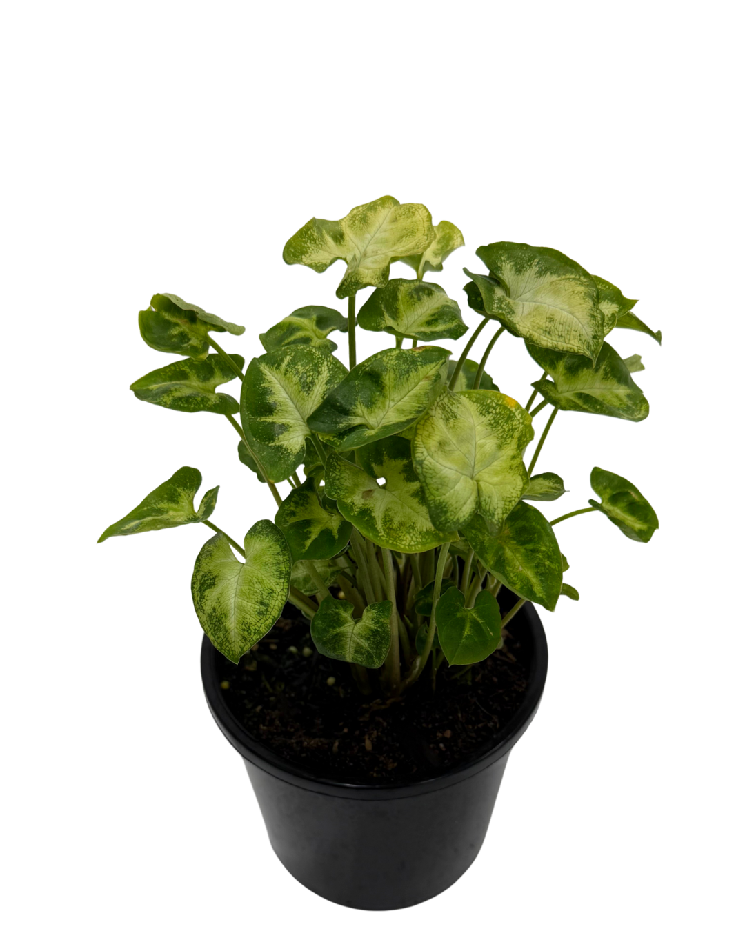 Syngonium Pixie