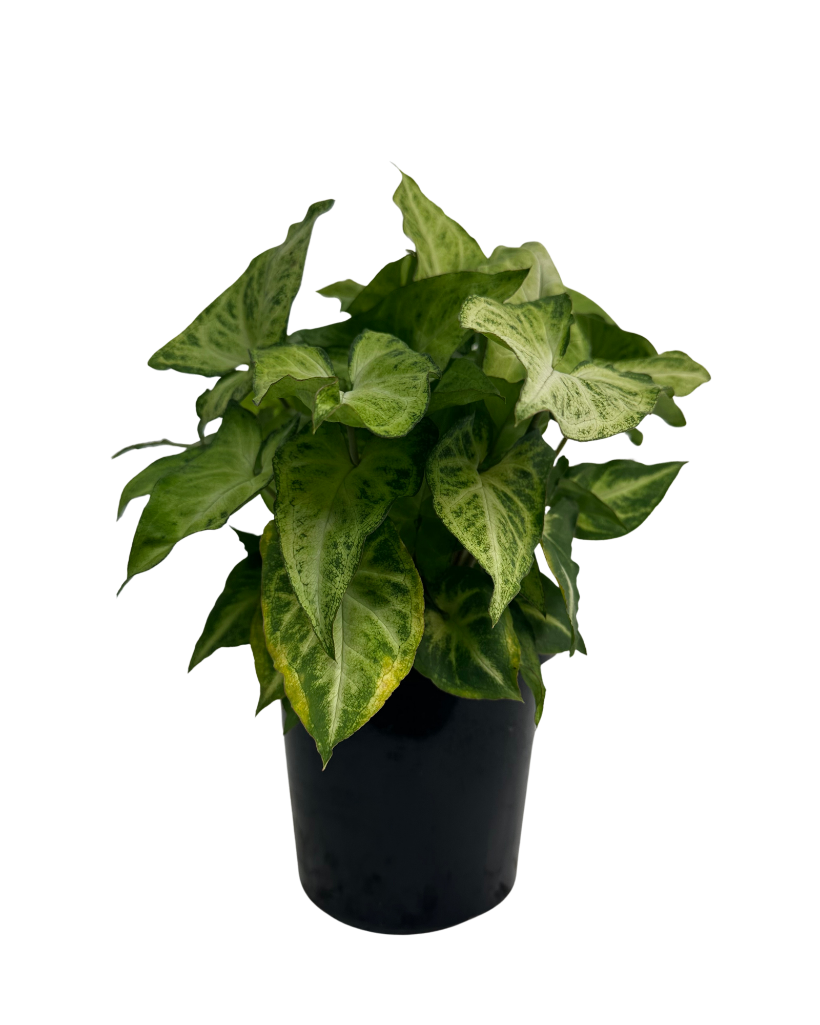 Syngonium Robusta