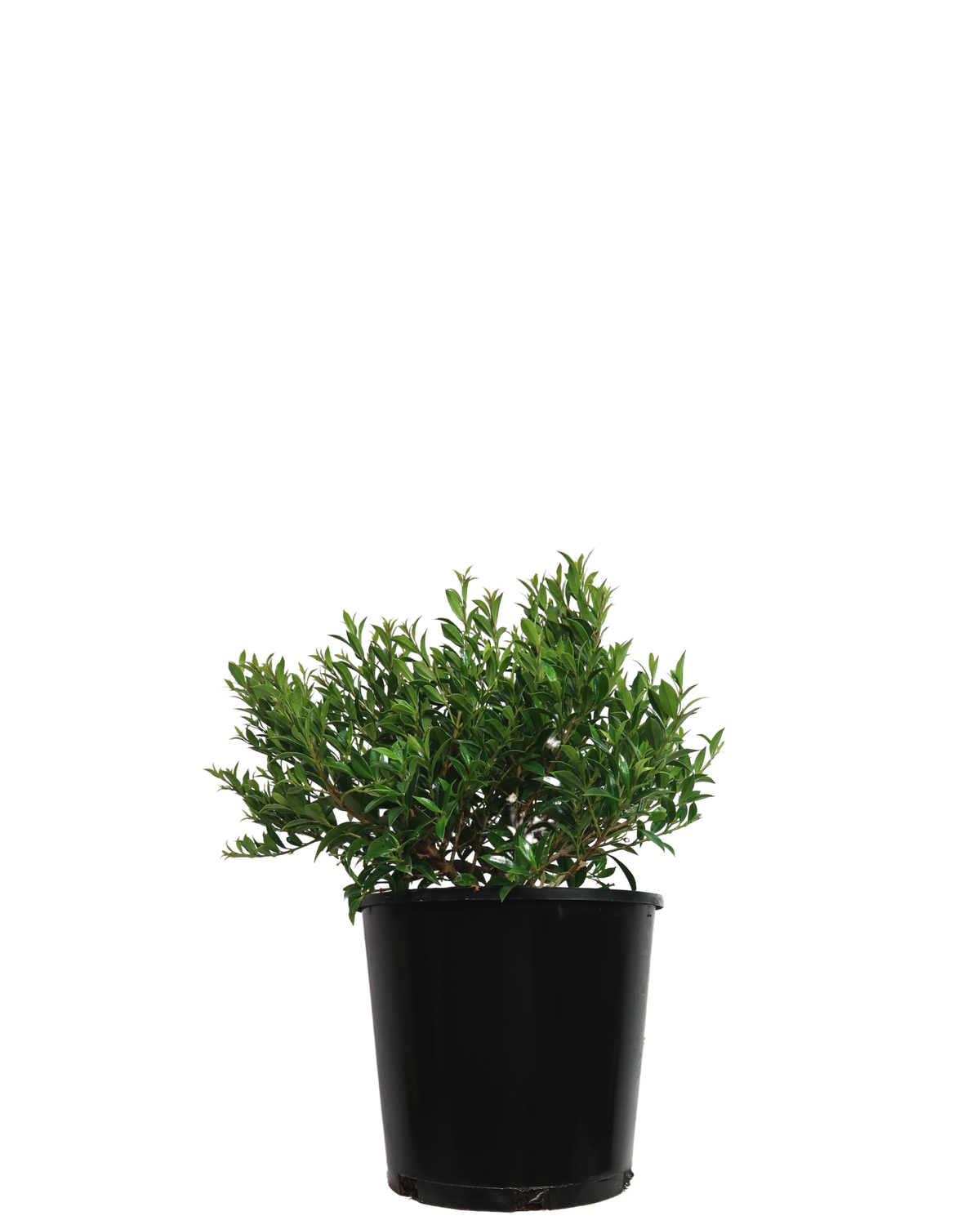 Syzygium Bush Christmas | Australian Native Plant Perth | Waldecks