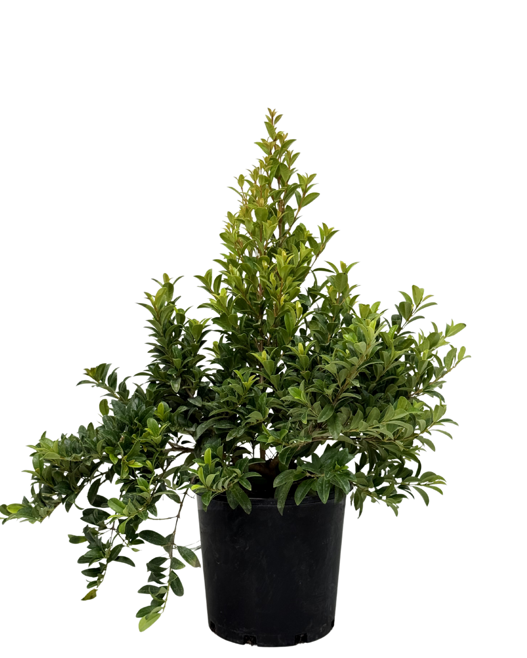 Syzygium Straight and Narrow