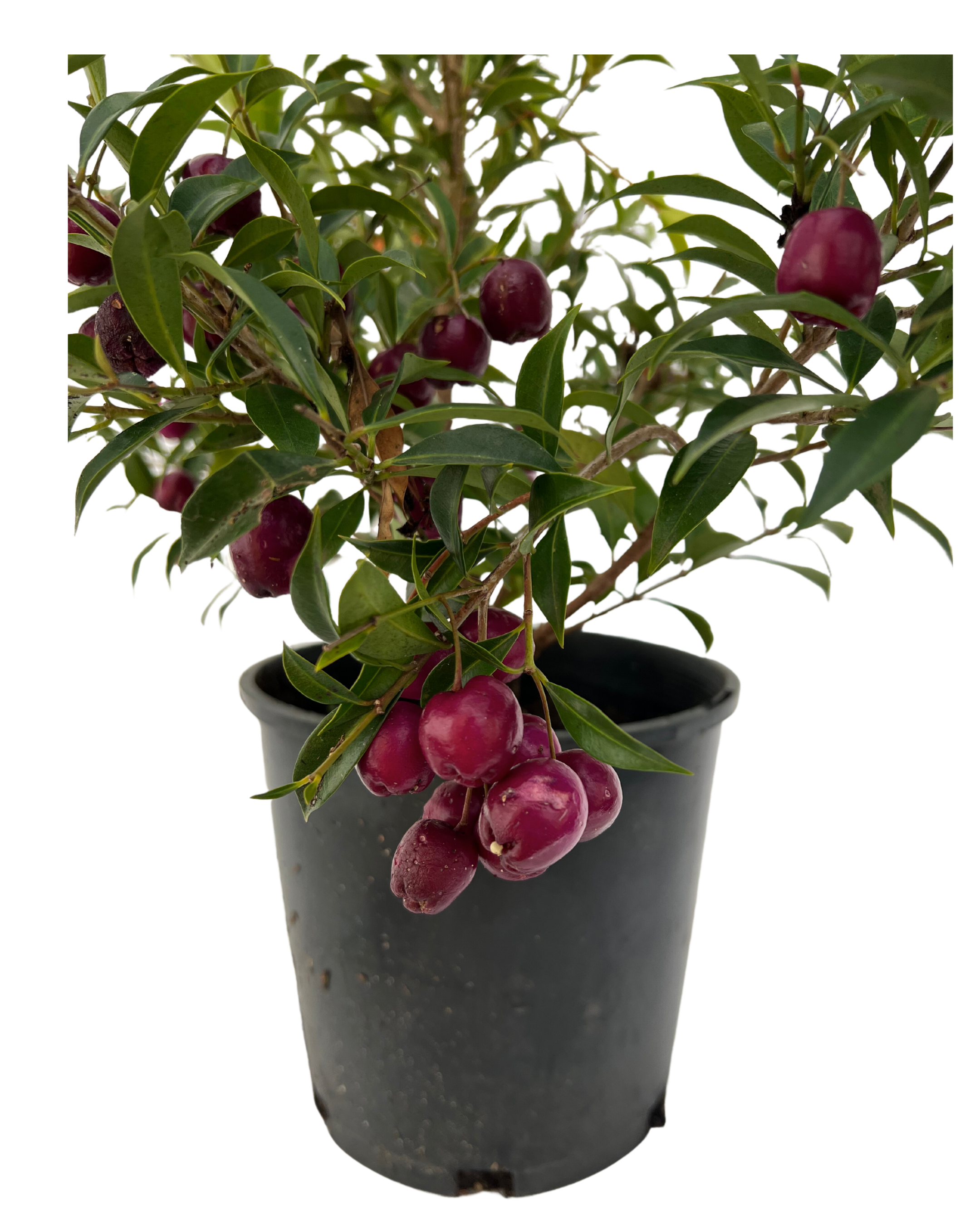 Syzygium Pathfinder