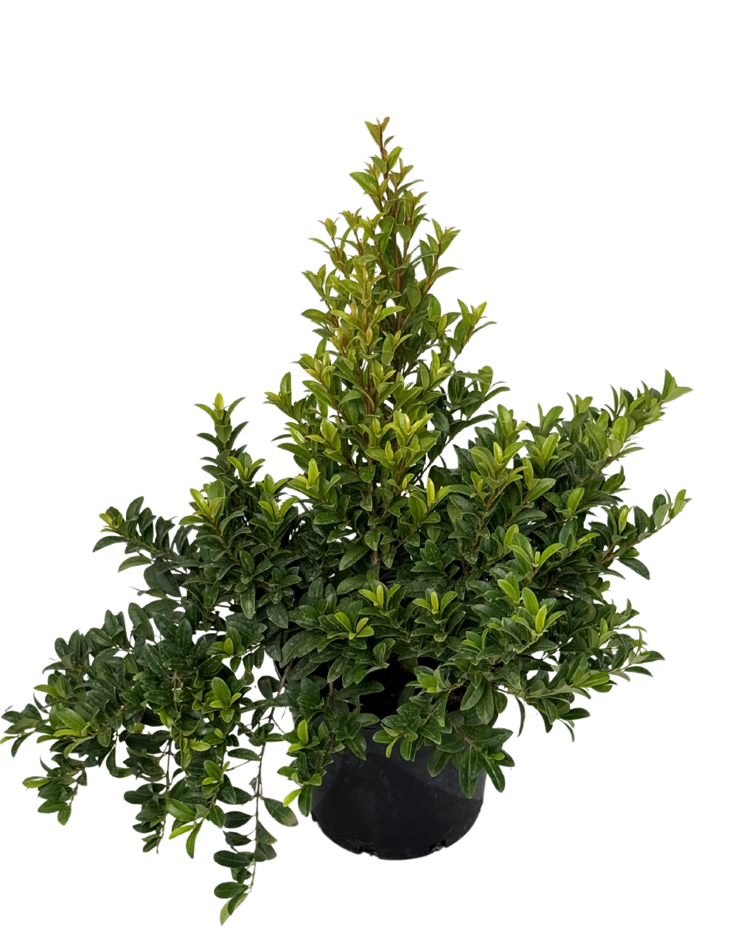 Syzygium Straight and Narrow