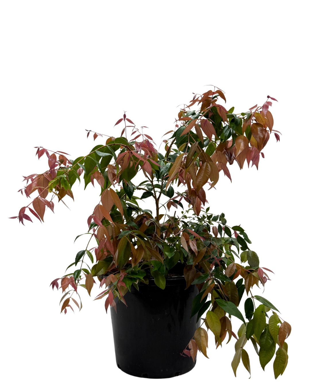 Syzygium Cascade