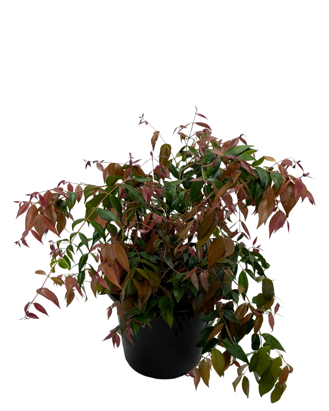 Syzygium Cascade