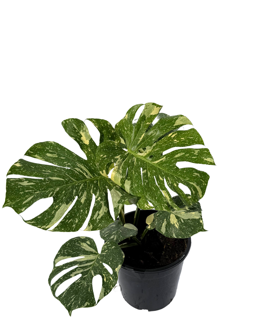 Monstera Thai Constellation