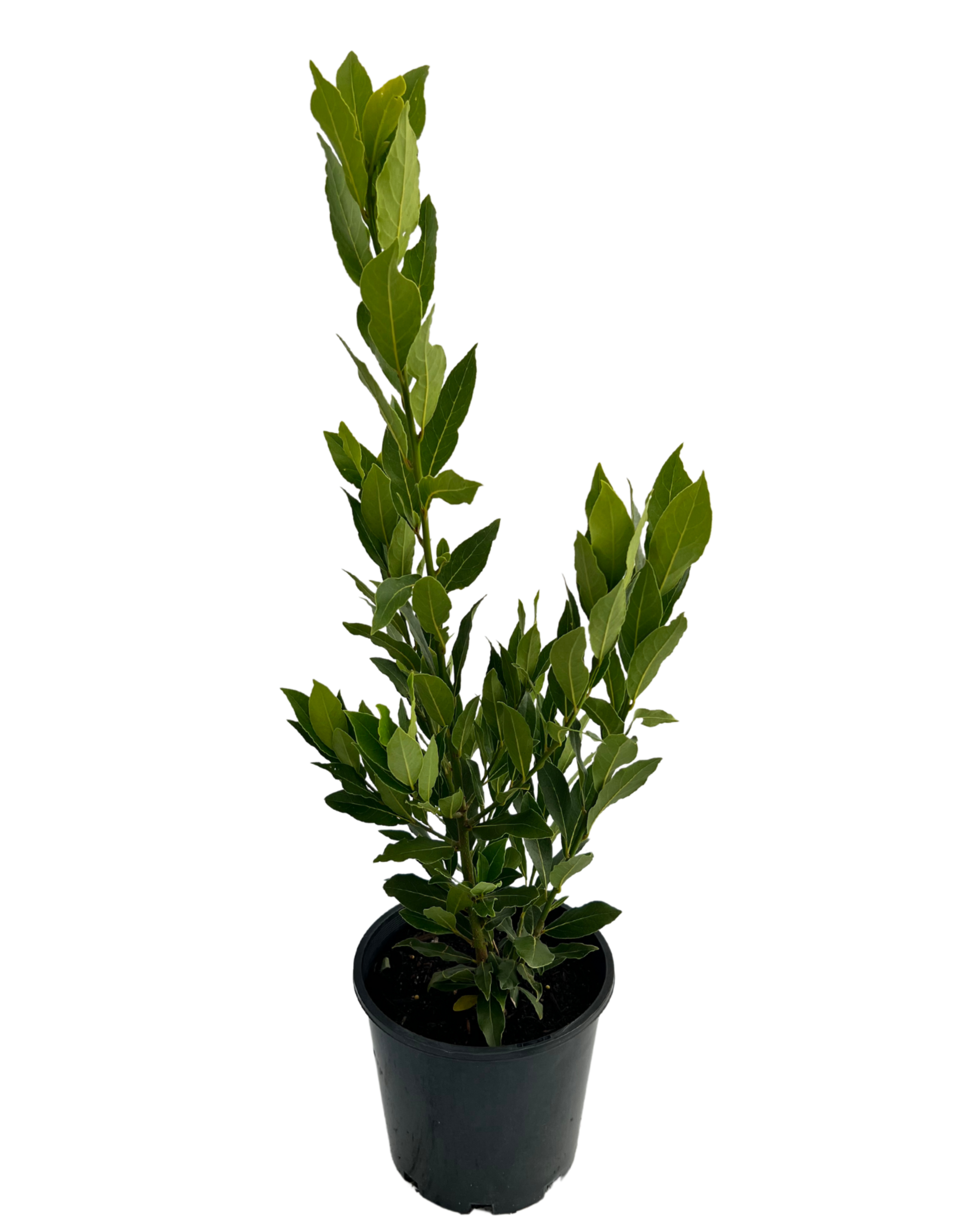 Bay Tree - Laurus Nobilis Miles Choice