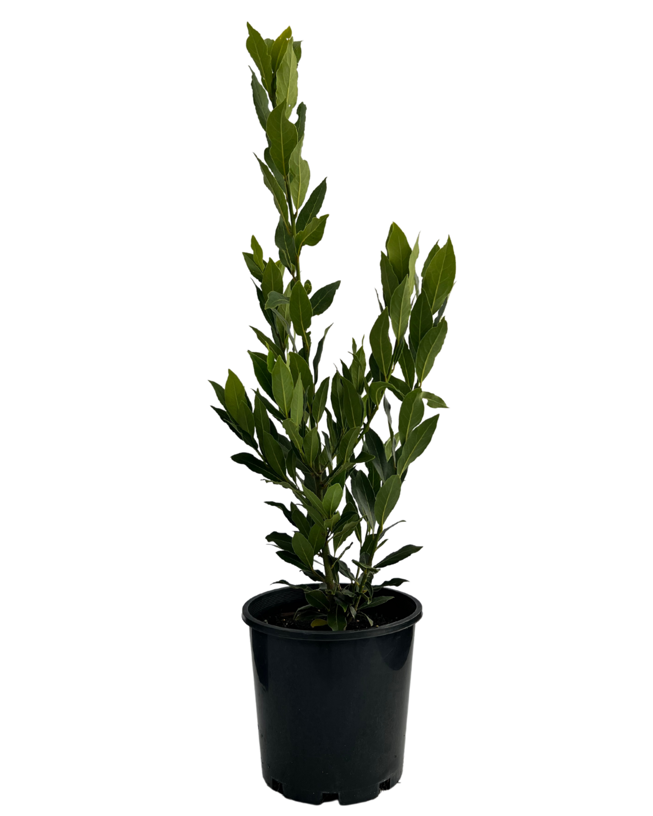 Bay Tree - Laurus Nobilis Miles Choice