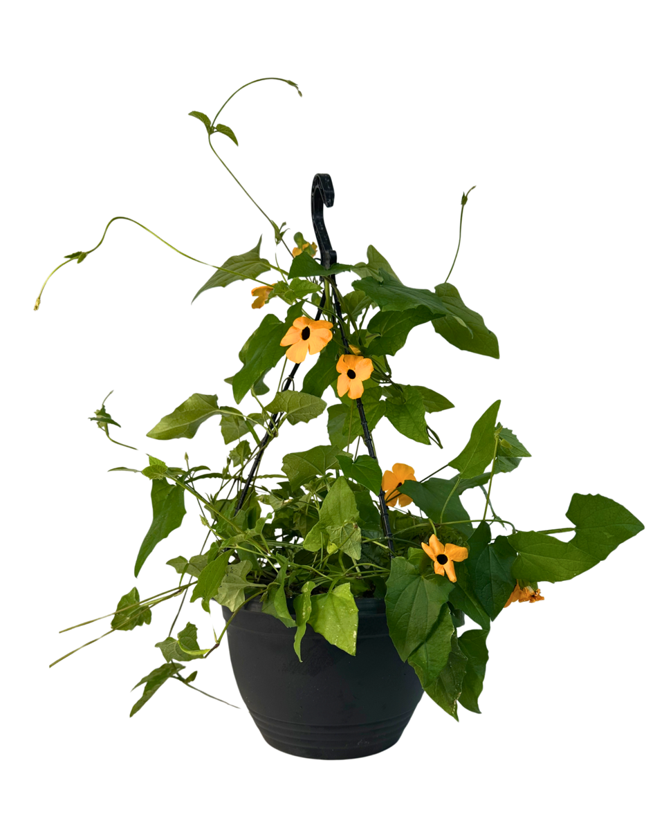 Thunbergia Black Eyed Susan - Hanging Basket