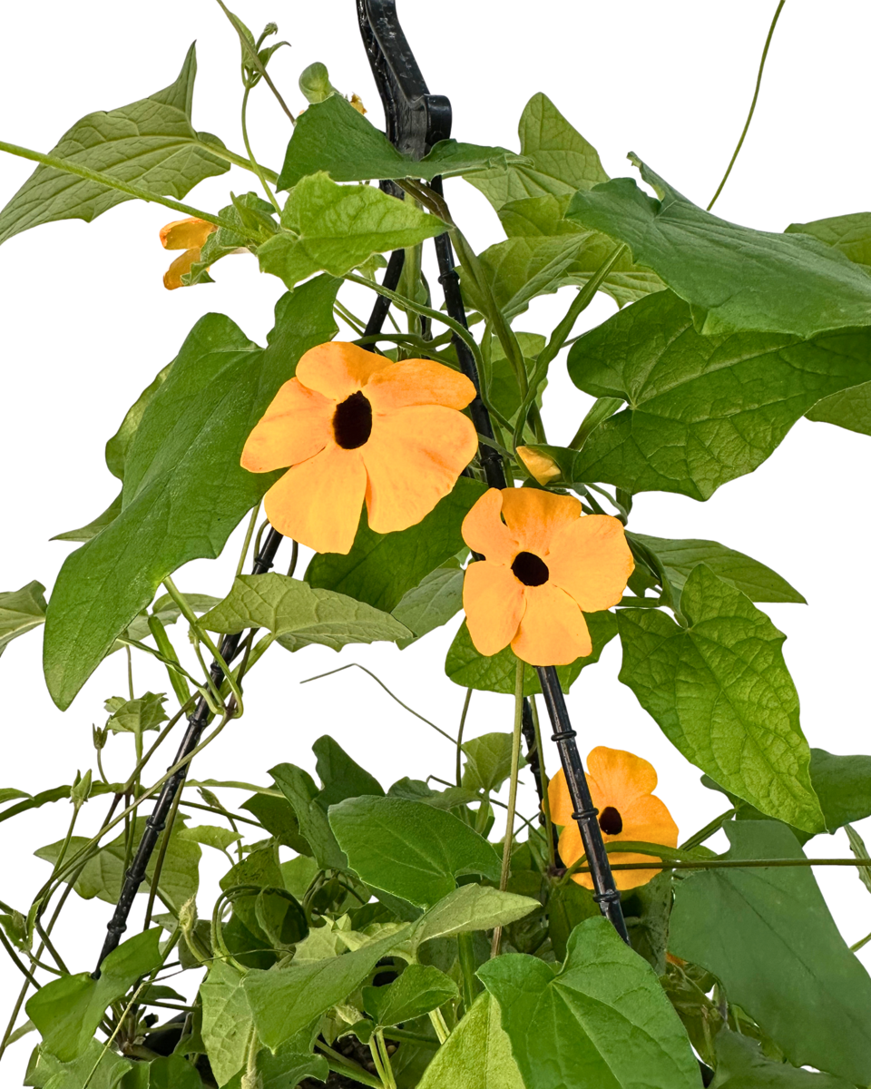 Thunbergia Black Eyed Susan - Hanging Basket