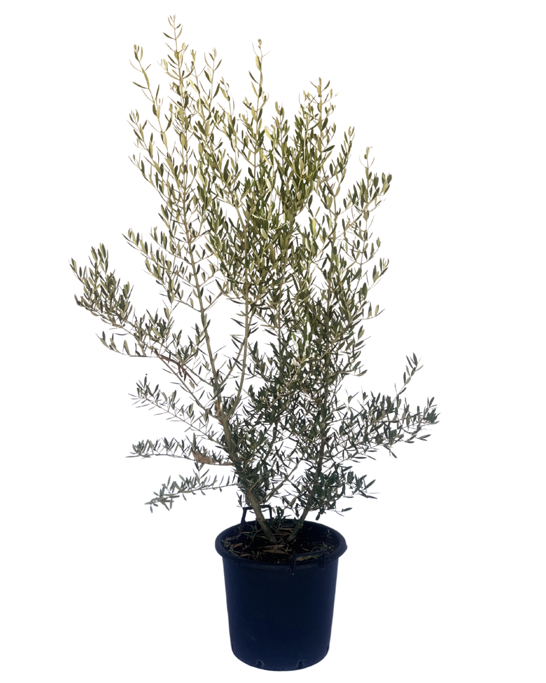 Olive - Olea Tolley's Upright