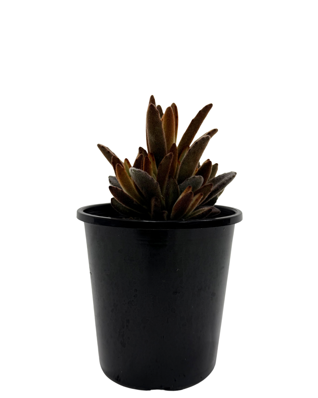 Kalanchoe Tomentosa