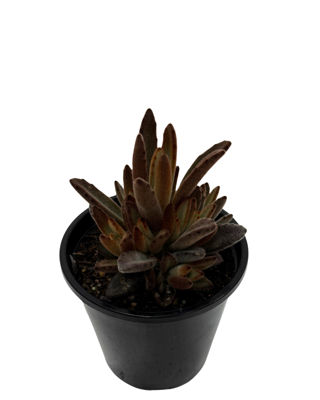 Kalanchoe Tomentosa