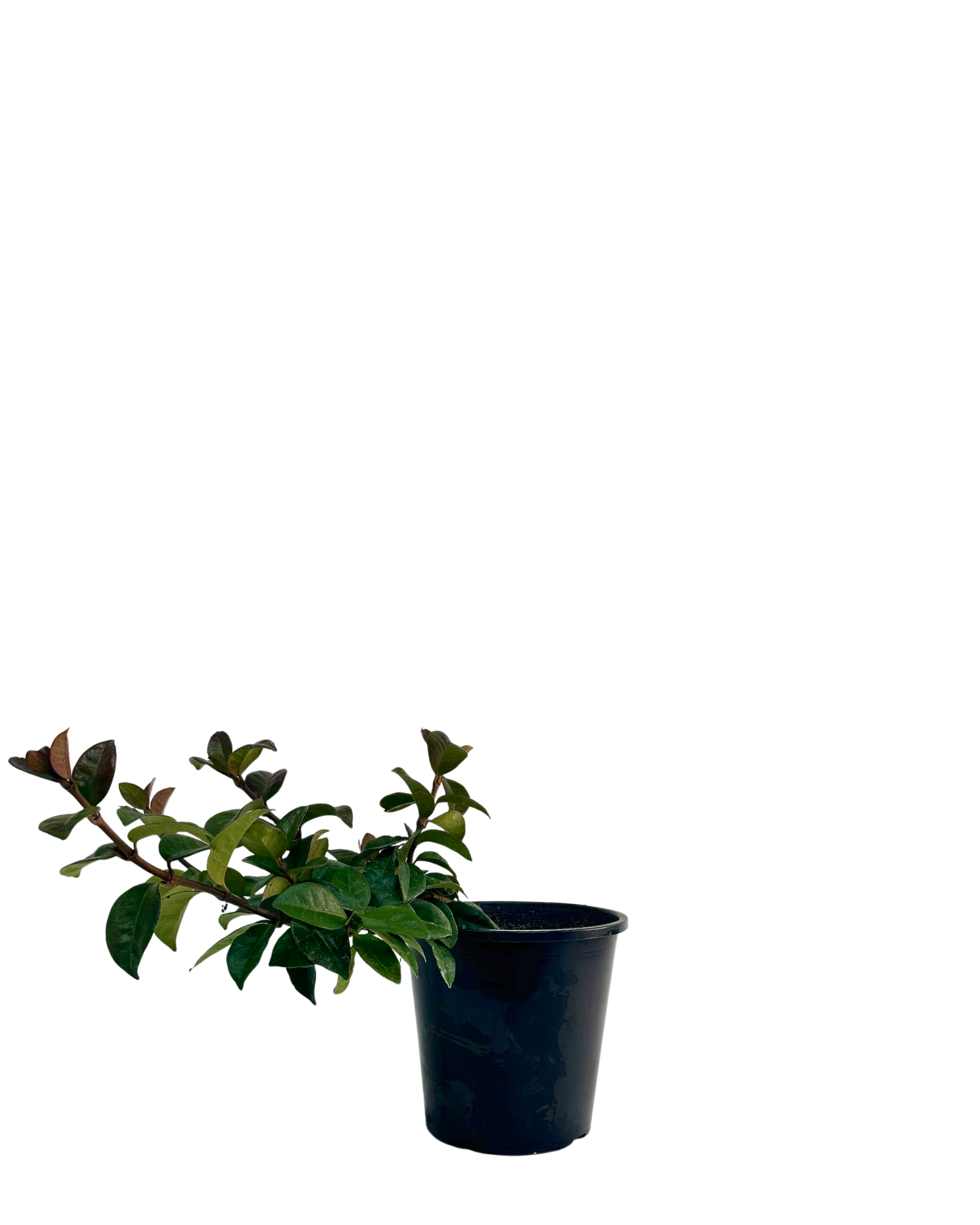 Star Jasmine - Trachelospermum Flat Mat