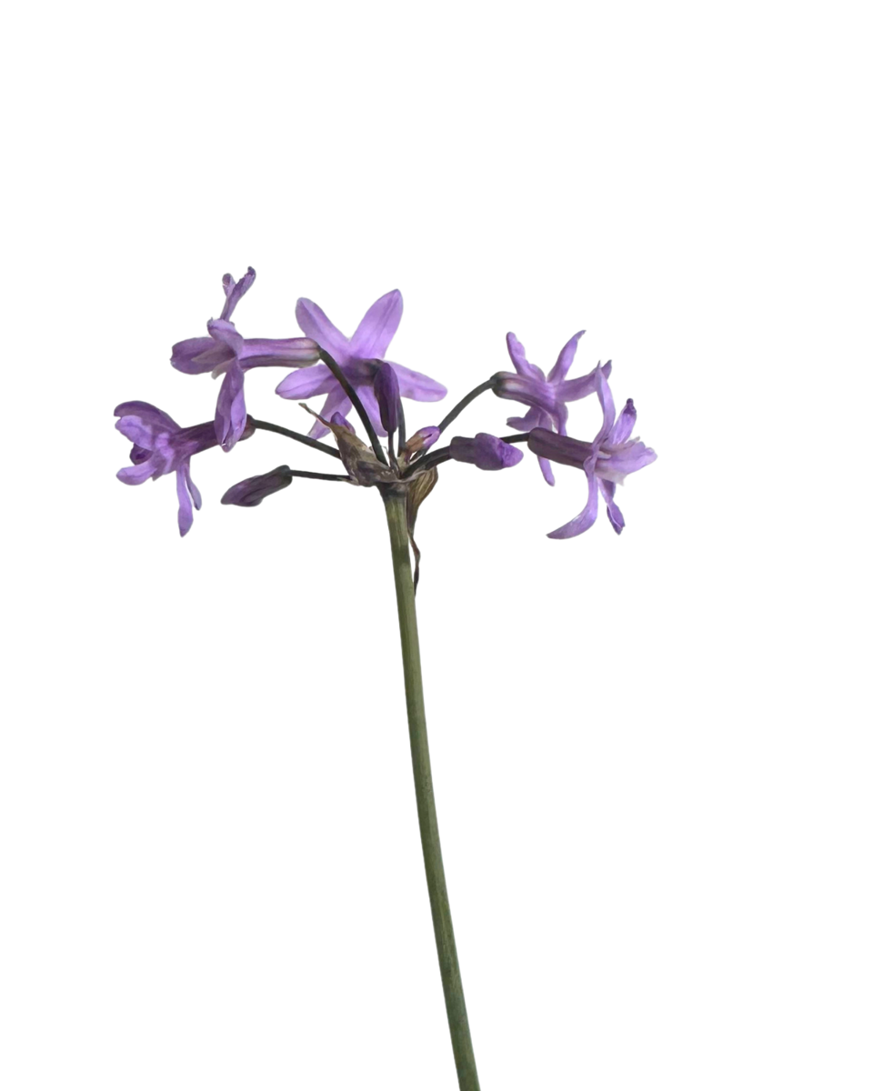 Tulbaghia Violacea