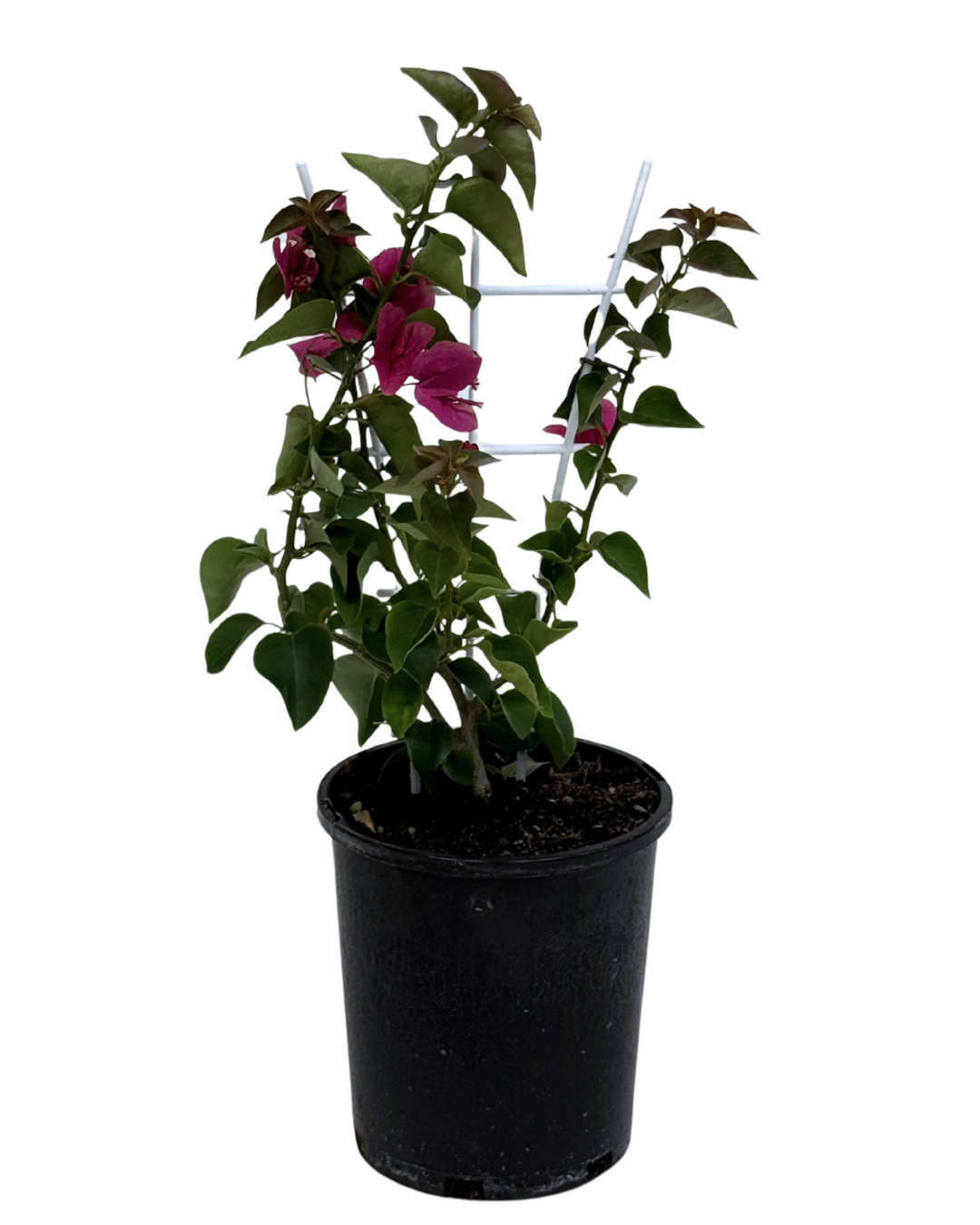 Bougainvillea Red Zed