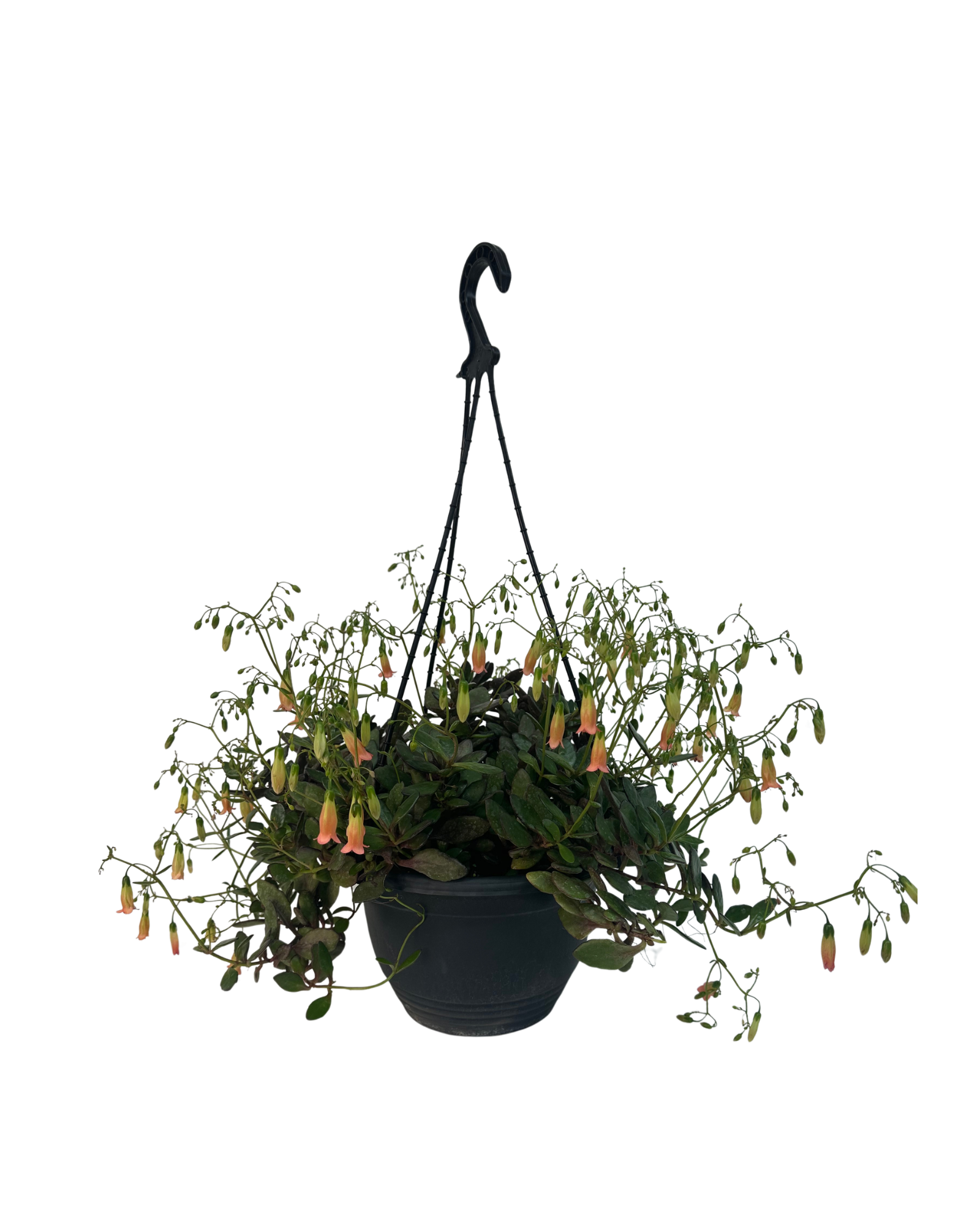 Kalanchoe Freedom Bells - Hanging Basket