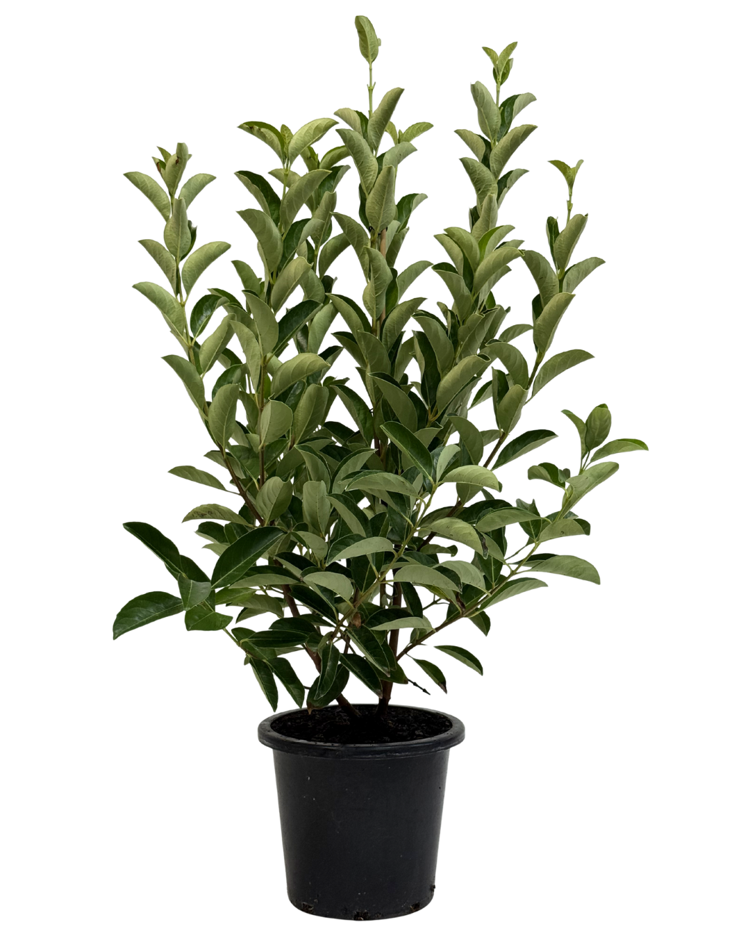 Viburnum Quick Fence