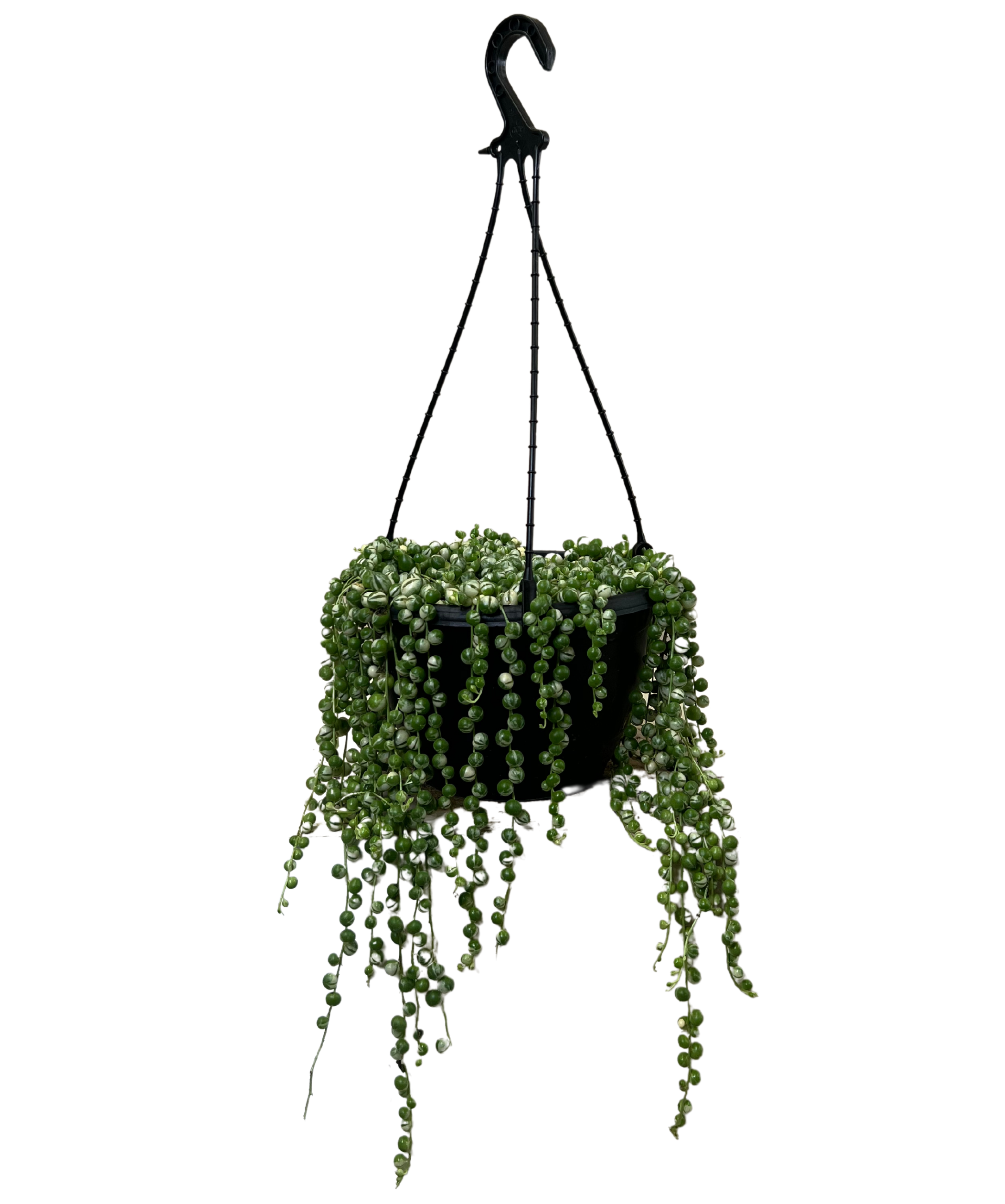 String of Pearls Variegated - Hanging Bakset