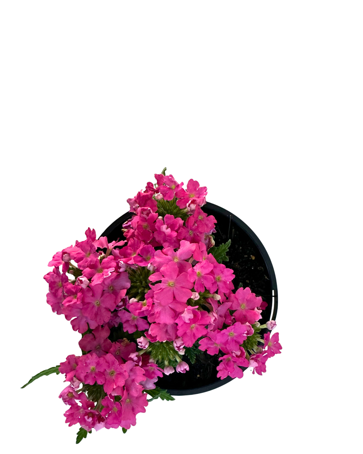 Verbena Vanessa Deep