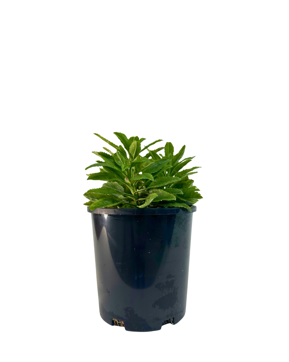 Veronica Ronica Blue