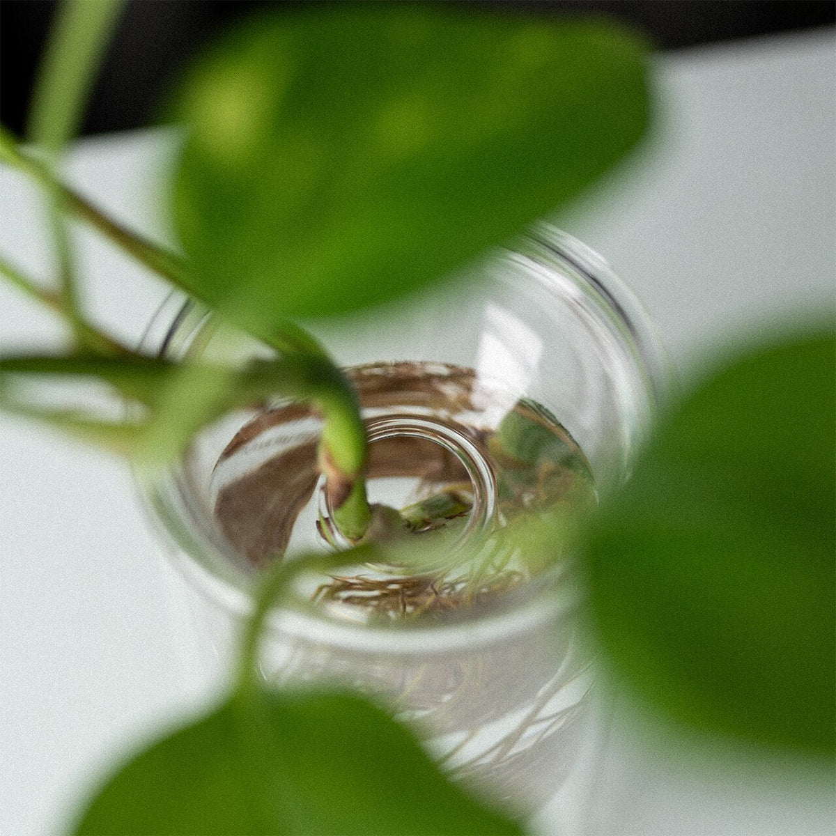 Propagation Vase - Set of Two Clear SMALL