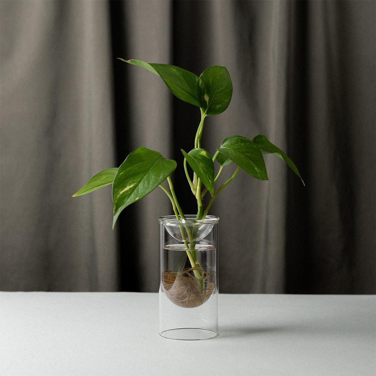 Propagation Vase - Set of Two Clear SMALL