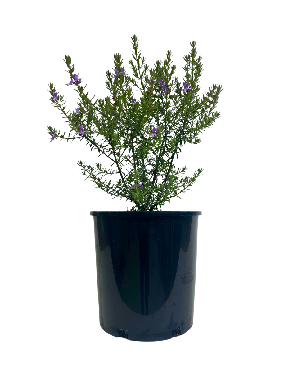 Westringia Blue Gem