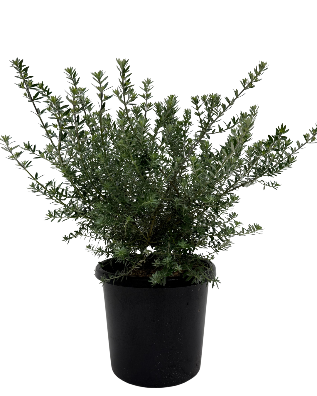 Westringia Mundi