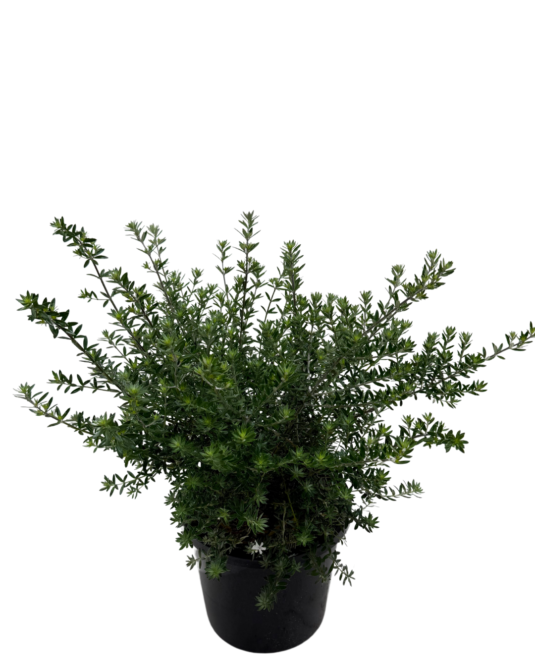 Westringia Mundi