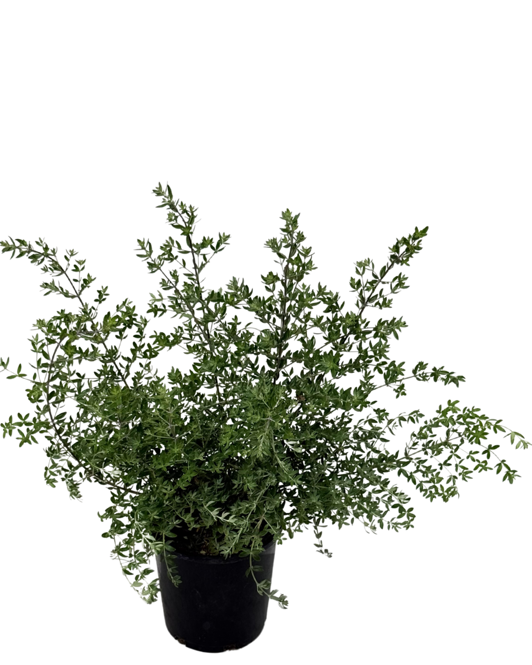 Westringia Naringa