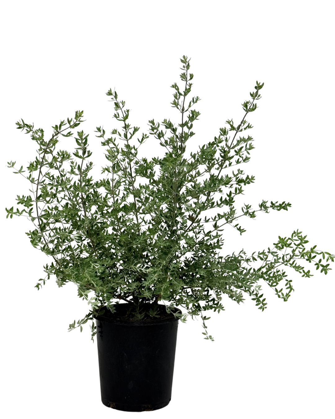Westringia Naringa