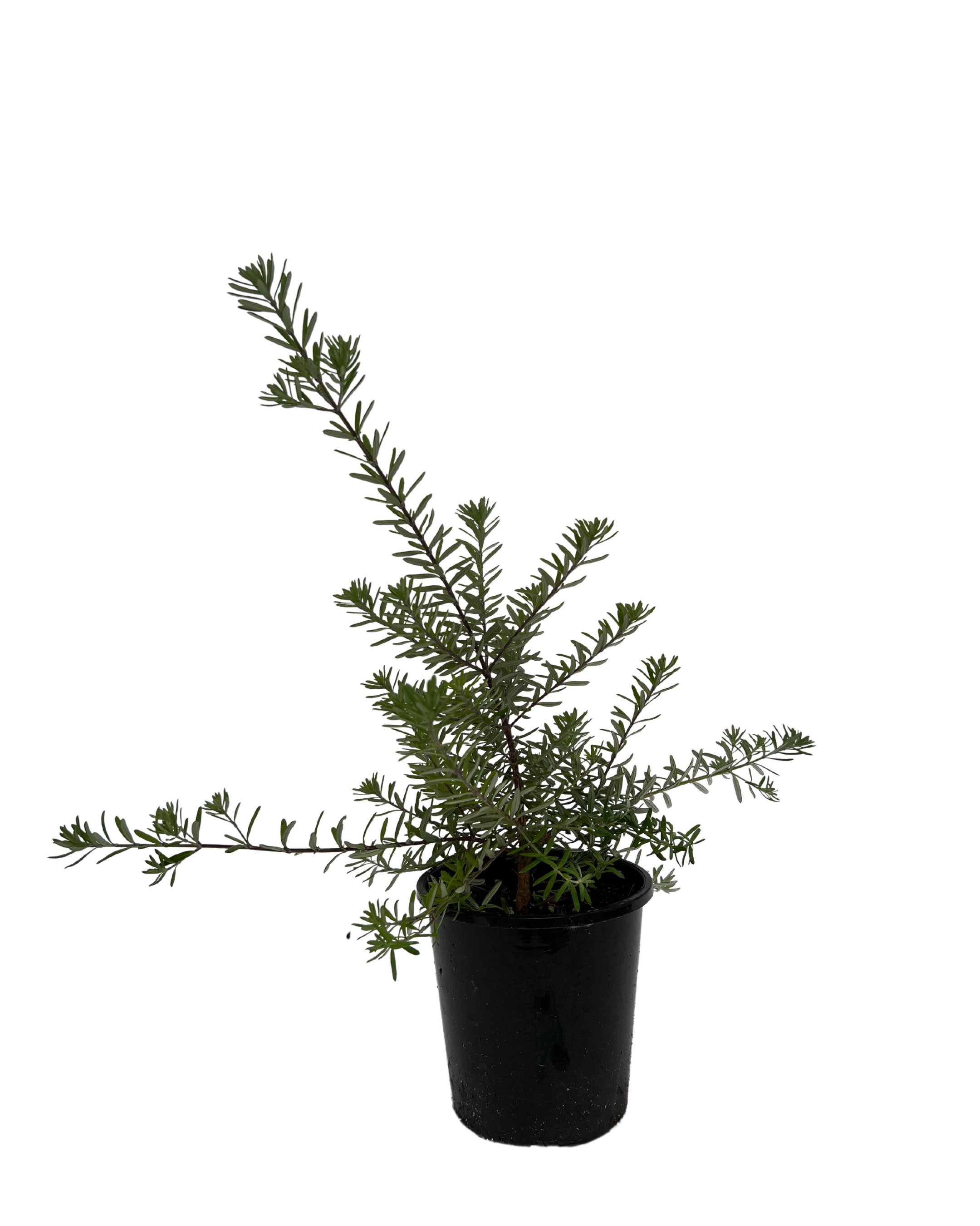 Coastal Rosemary - Westringia Mundi