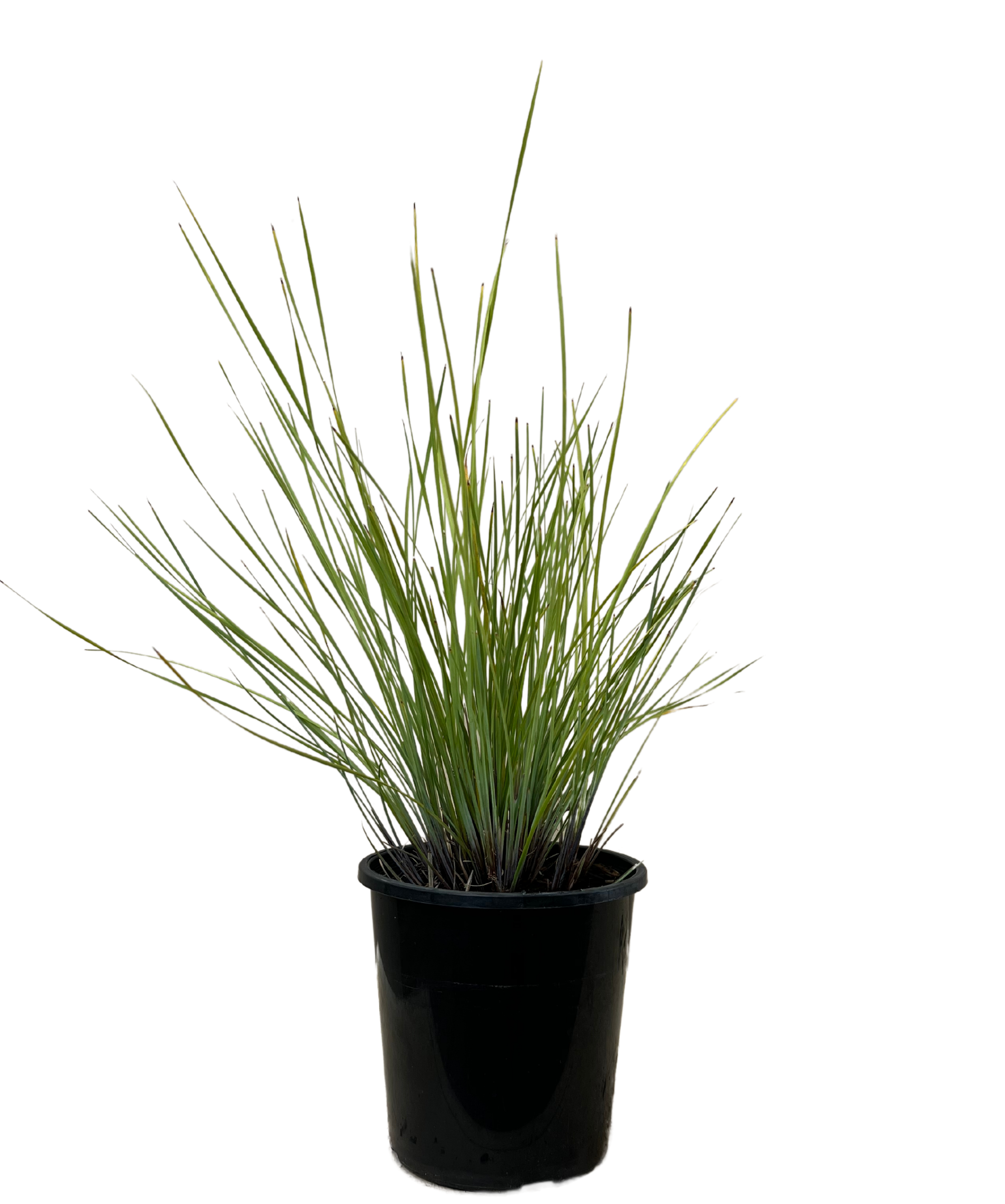 Lomandra Wingarra