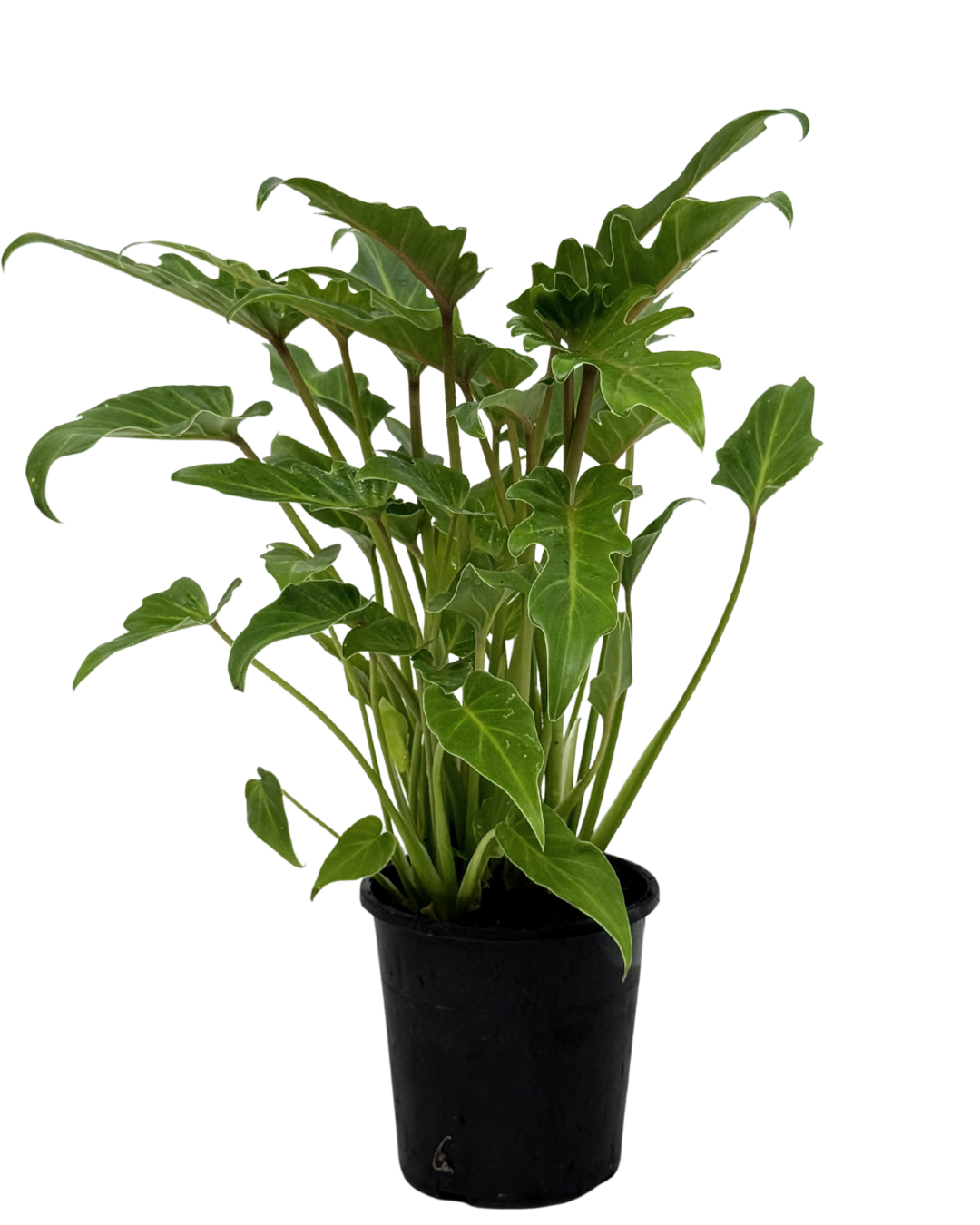Philodendron Xanadu