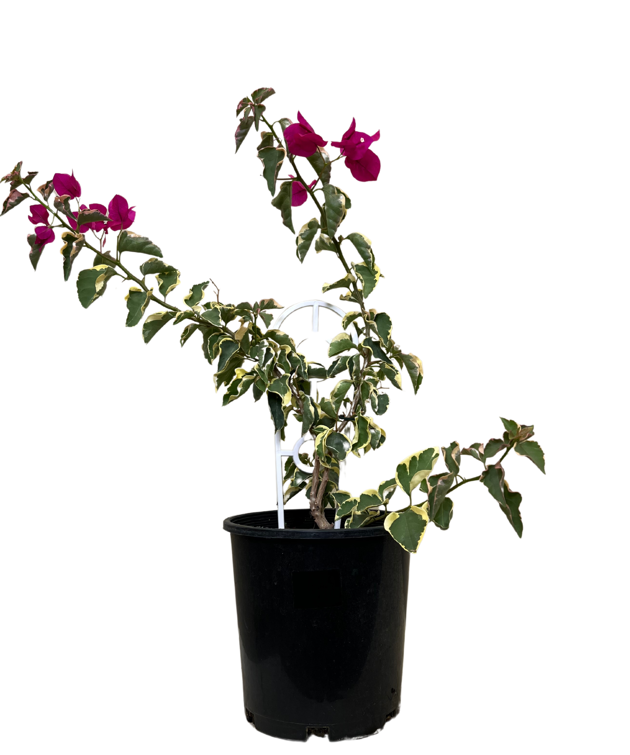 Bougainvillea Bambino Zuki