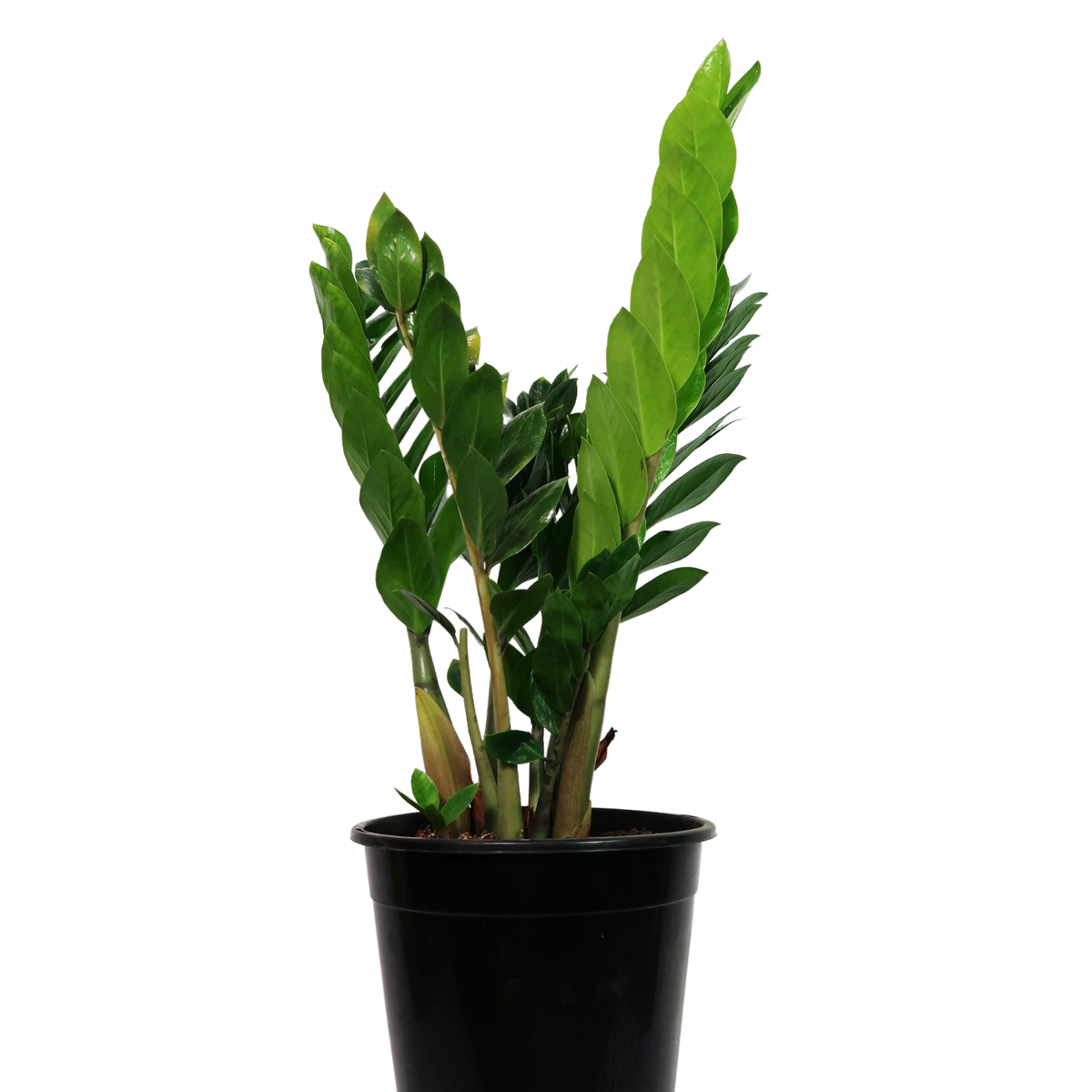 zz plant australia ZZ Plant - Zamioculcas Zamiifolia | Indoor Plant Perth