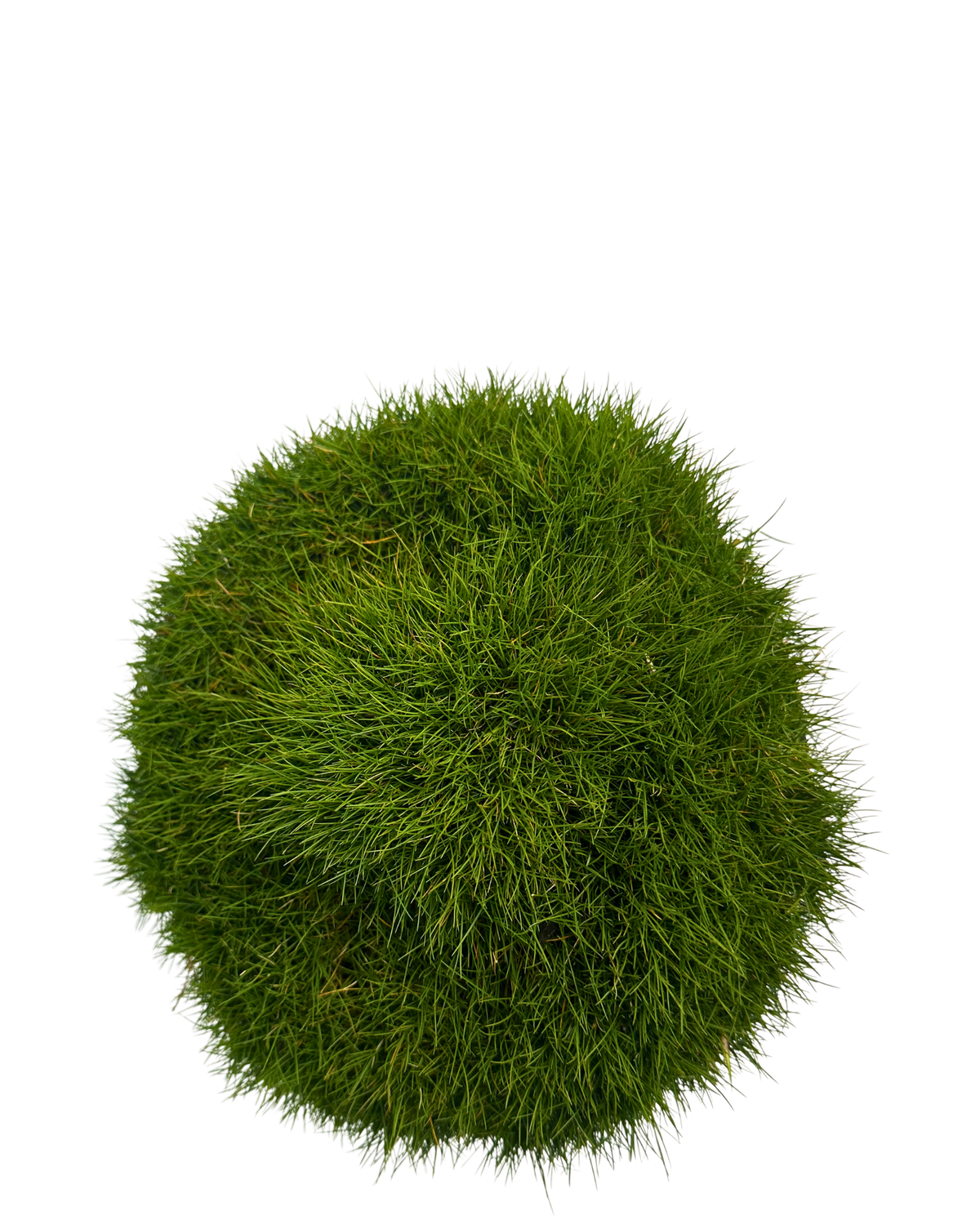 Zoysia Tenuifolia