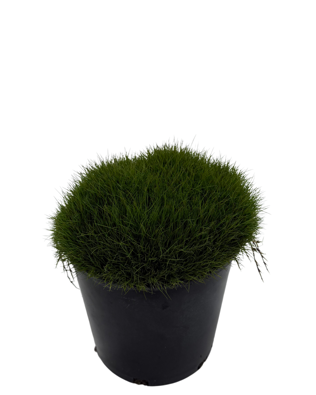 Zoysia Tenuifolia