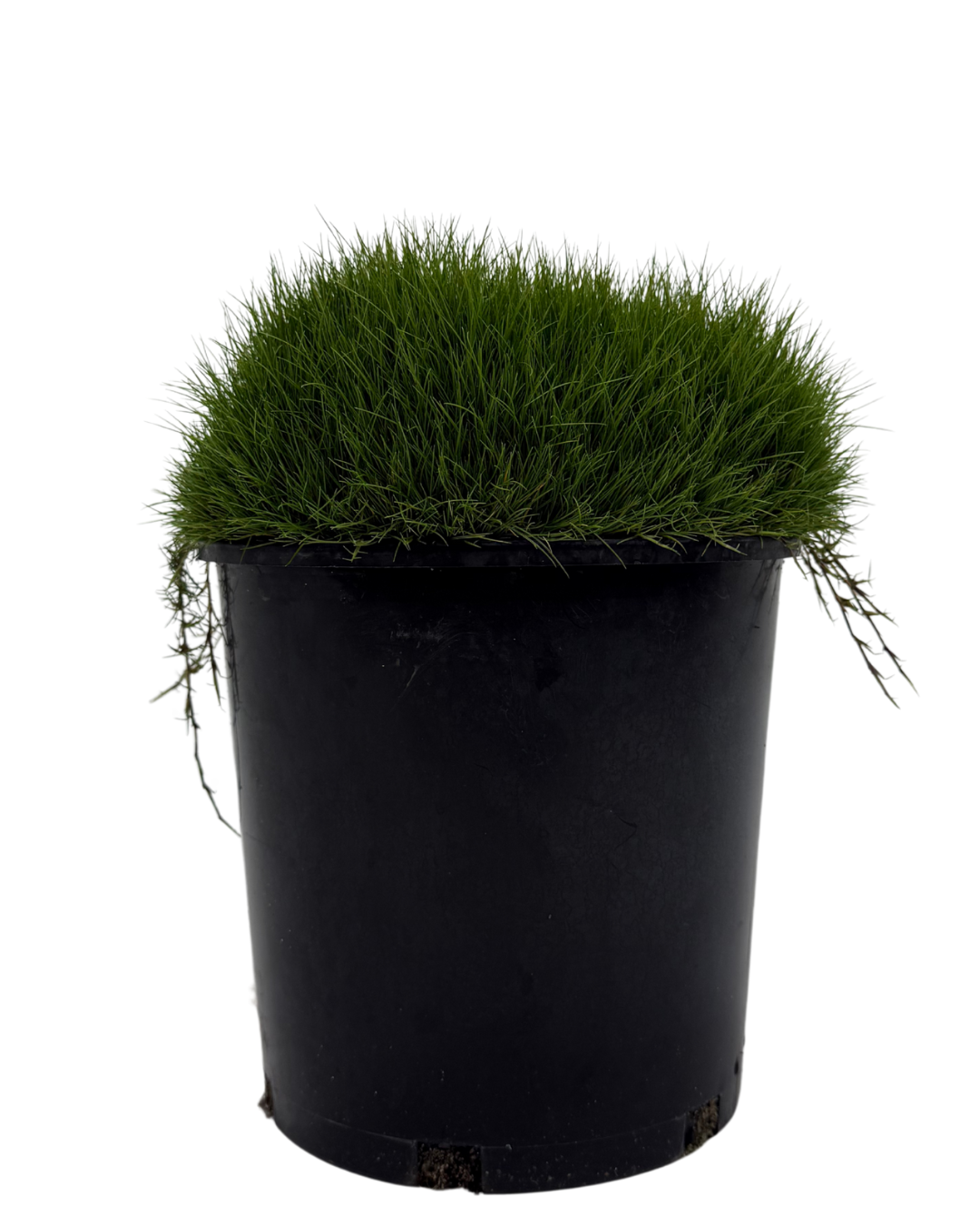 Zoysia Tenuifolia