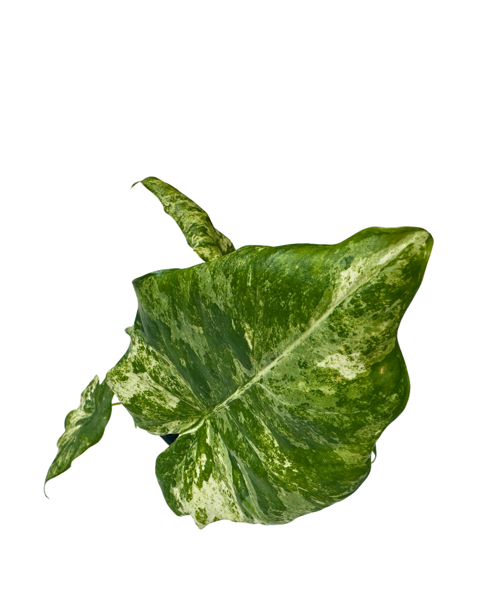 Alocasia Camouflage in a 140mm pot, viewed from above