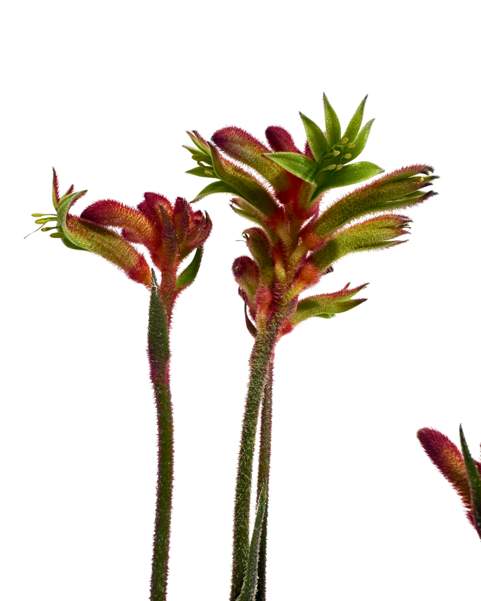 Kangaroo Paw Bush Flare flowers