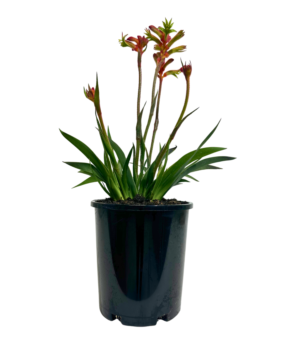 Kangaroo Paw Bush Flare in a 175mm pot