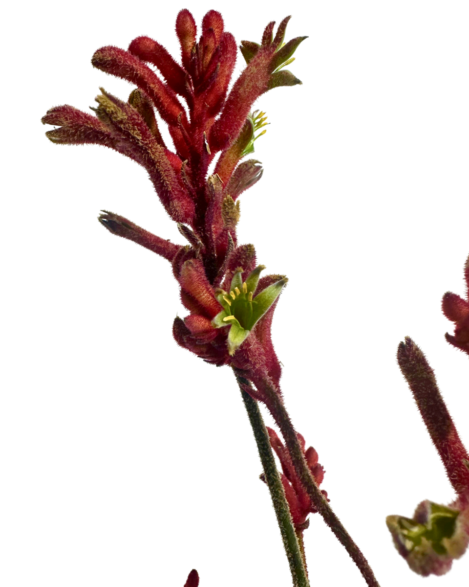 Kangaroo Paw Bush Inferno flowers